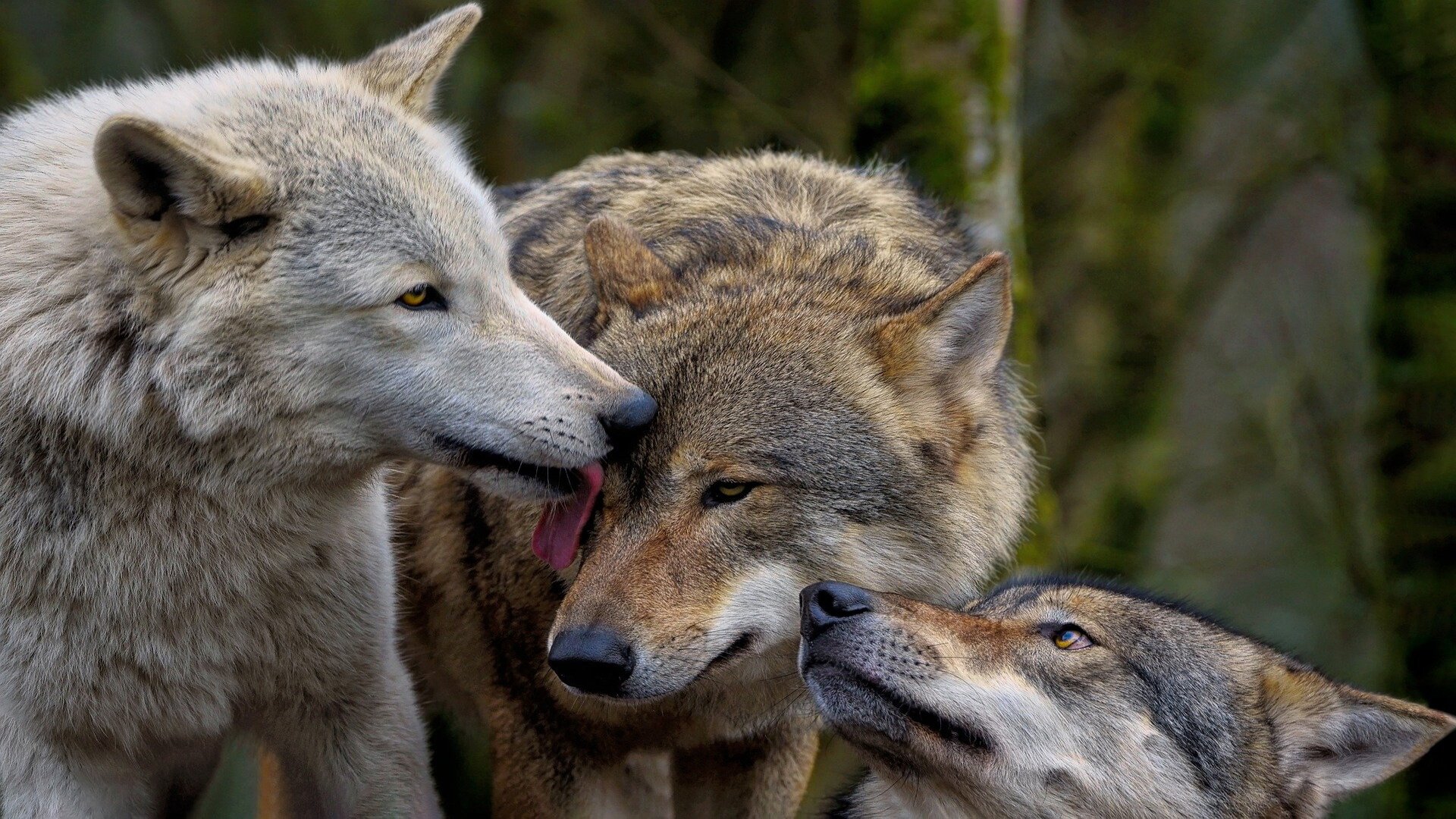 LA RIFORMA DELLA TUTELA PENALE PER GLI ANIMALI